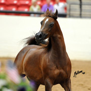 2012 Arabian Breeders World Cup