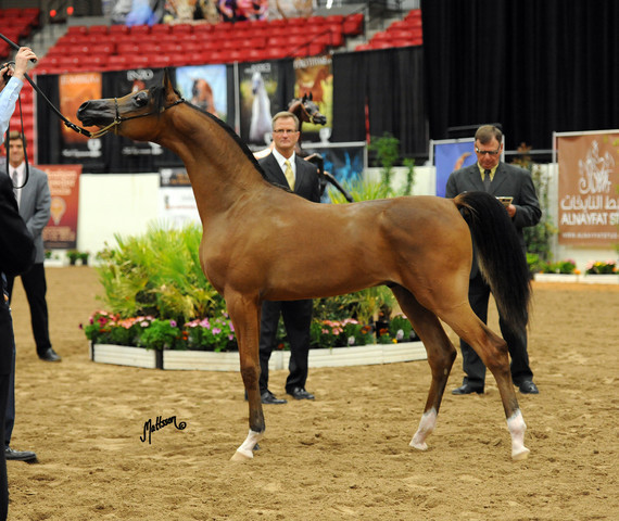 2012 Arabian Breeders World Cup