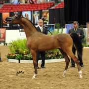 2012 Arabian Breeders World Cup