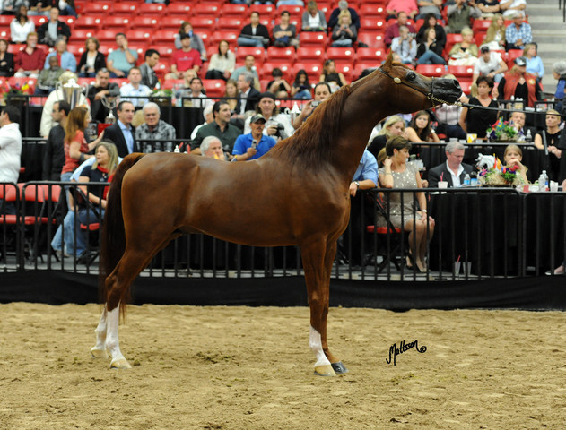 2012 Arabian Breeders World Cup