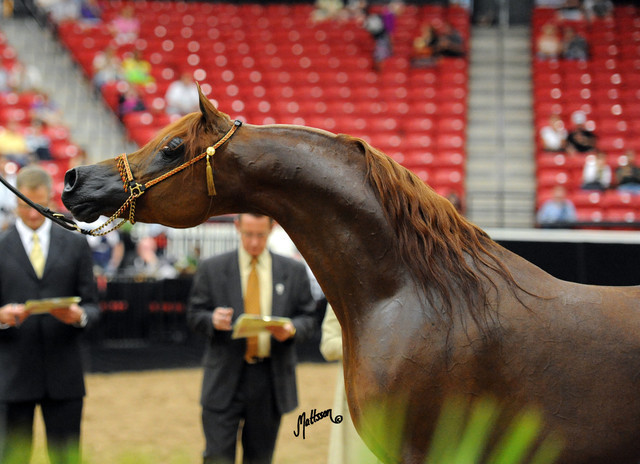 2012 Arabian Breeders World Cup