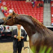2012 Arabian Breeders World Cup