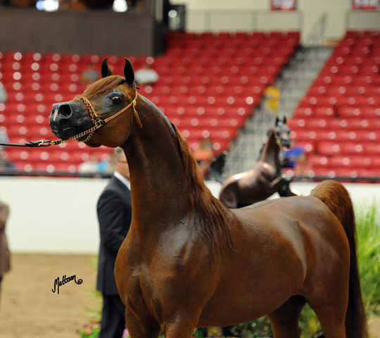 2012 Arabian Breeders World Cup