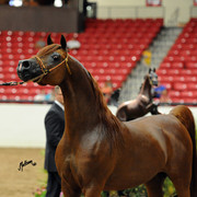 2012 Arabian Breeders World Cup