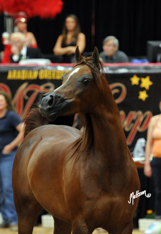2012 Arabian Breeders World Cup