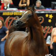 2012 Arabian Breeders World Cup