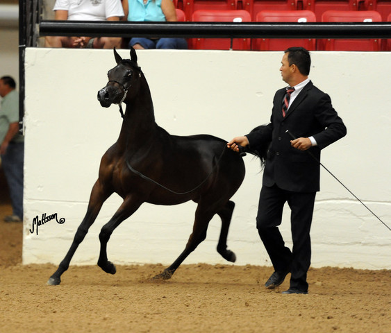 2012 Arabian Breeders World Cup