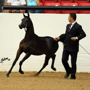 2012 Arabian Breeders World Cup