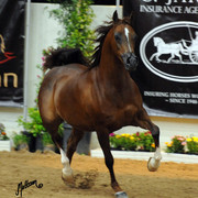 2012 Arabian Breeders World Cup
