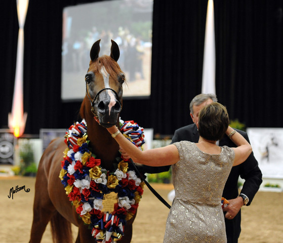 2012 Arabian Breeders World Cup