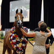 2012 Arabian Breeders World Cup