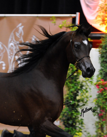 2012 Arabian Breeders World Cup