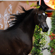 2012 Arabian Breeders World Cup