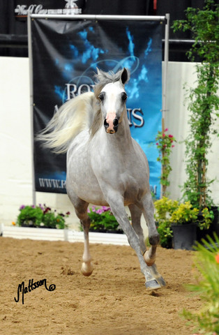 2012 Arabian Breeders World Cup