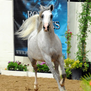 2012 Arabian Breeders World Cup