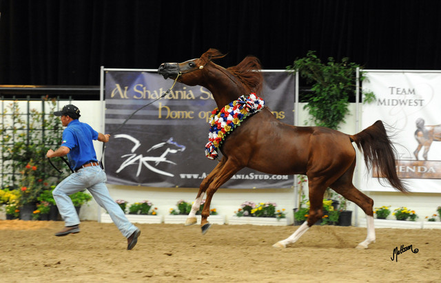 2012 Arabian Breeders World Cup