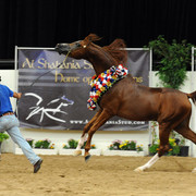 2012 Arabian Breeders World Cup