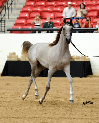 2012 Arabian Breeders World Cup