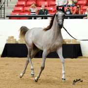2012 Arabian Breeders World Cup