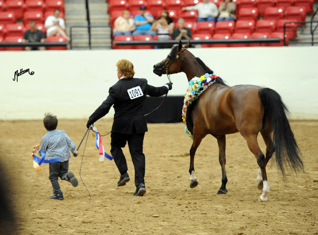2012 Arabian Breeders World Cup