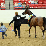 2012 Arabian Breeders World Cup