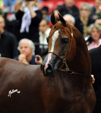 2012 Arabian Breeders World Cup