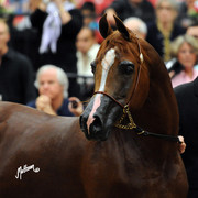 2012 Arabian Breeders World Cup