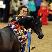 2012 Arabian Breeders World Cup