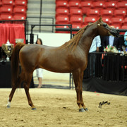 2012 Arabian Breeders World Cup