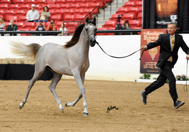 2012 Arabian Breeders World Cup