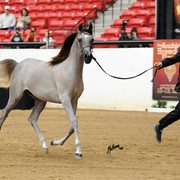 2012 Arabian Breeders World Cup