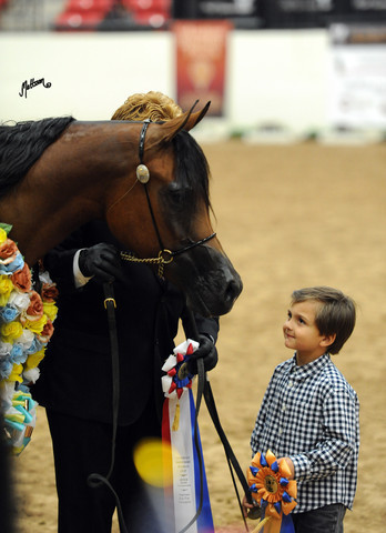 2012 Arabian Breeders World Cup