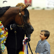 2012 Arabian Breeders World Cup