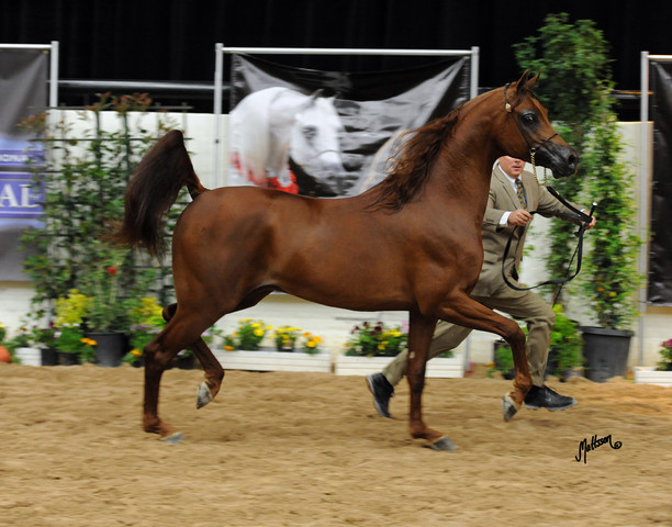 2012 Arabian Breeders World Cup