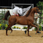 2012 Arabian Breeders World Cup