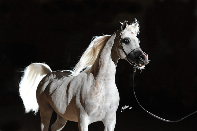 2012 Arabian Breeders World Cup