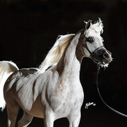 2012 Arabian Breeders World Cup
