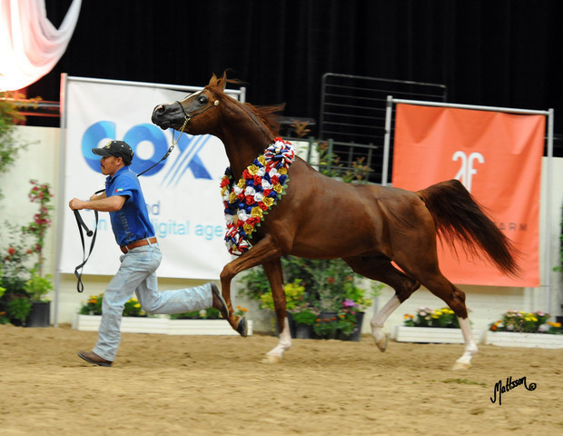 2012 Arabian Breeders World Cup