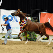 2012 Arabian Breeders World Cup