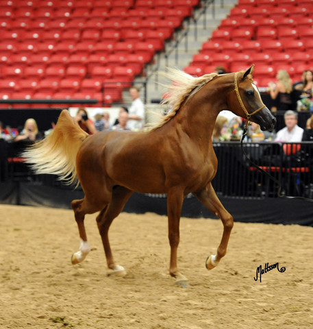 2012 Arabian Breeders World Cup