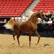 2012 Arabian Breeders World Cup