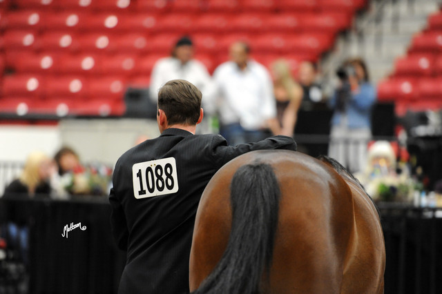 2012 Arabian Breeders World Cup