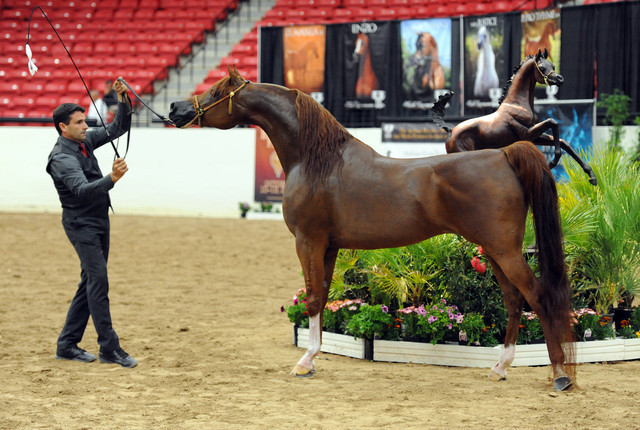 2012 Arabian Breeders World Cup