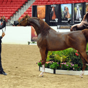 2012 Arabian Breeders World Cup