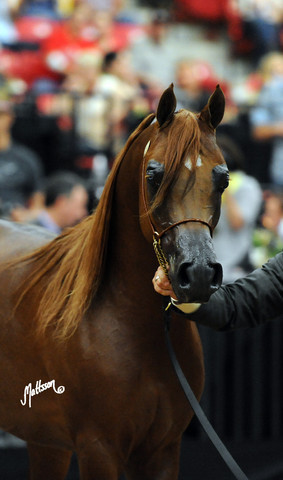 2012 Arabian Breeders World Cup