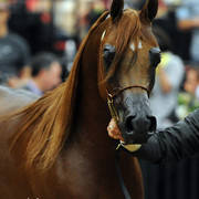 2012 Arabian Breeders World Cup