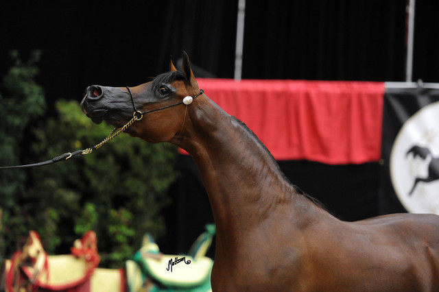2012 Arabian Breeders World Cup