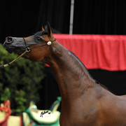 2012 Arabian Breeders World Cup