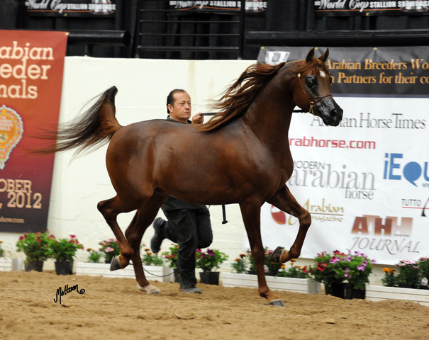 2012 Arabian Breeders World Cup