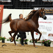 2012 Arabian Breeders World Cup